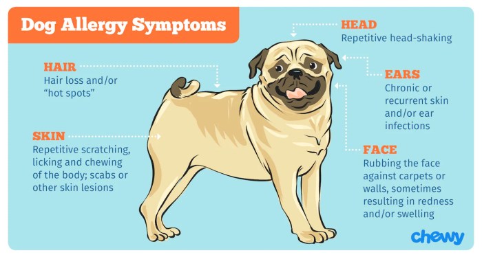 Dogs allergies grass eat why food hygiene min reason