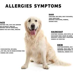 Allergies allergic reaction realize managed allergy