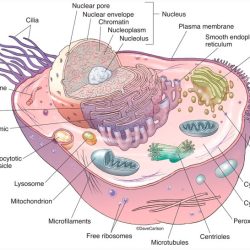 Organelles