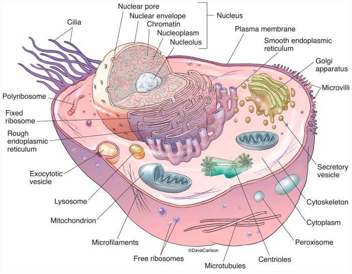 Organelles