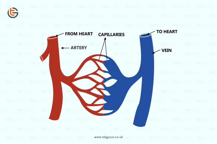 Heart veins and arteries quiz