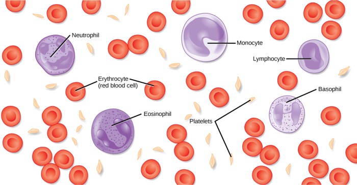 Art labeling activity components of blood