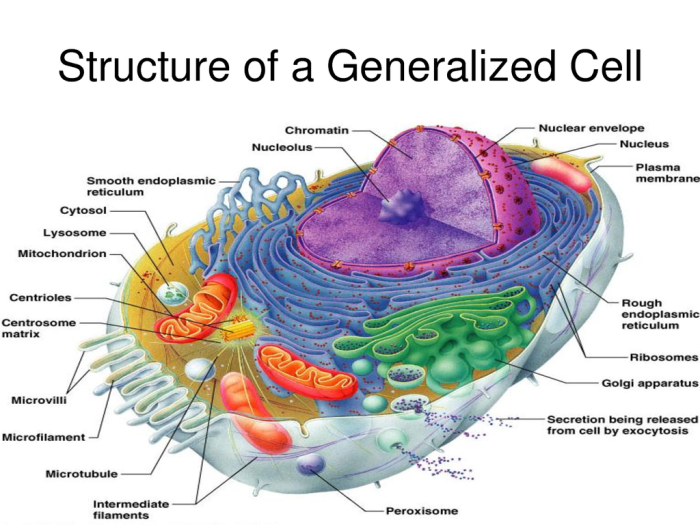 Label the structures of this composite cell