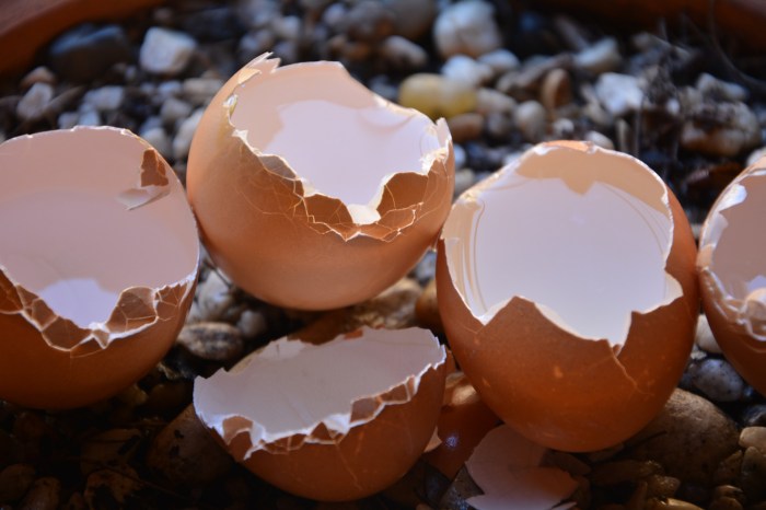 A shipment of unbroken shell eggs