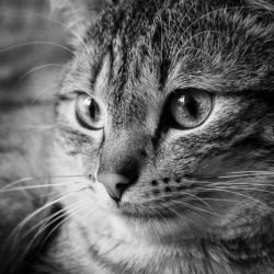 Is cystocentesis painful for cats