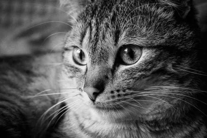 Is cystocentesis painful for cats