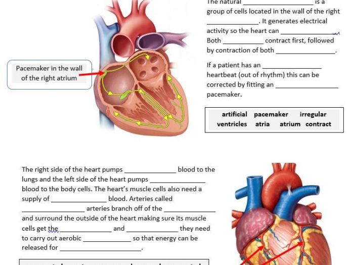 Heart veins and arteries quiz