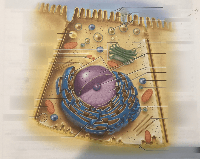 Label the structures of this composite cell