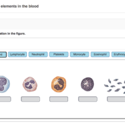 Art labeling activity components of blood