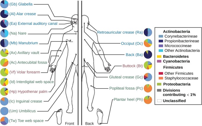 Normal biota includes each of the following except