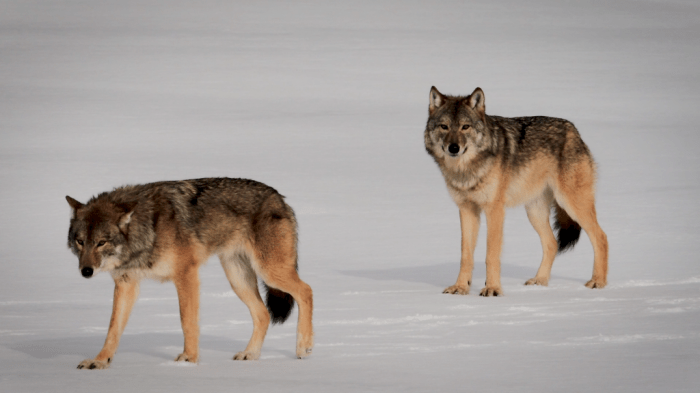 Case study the wolves of isle royale answer key