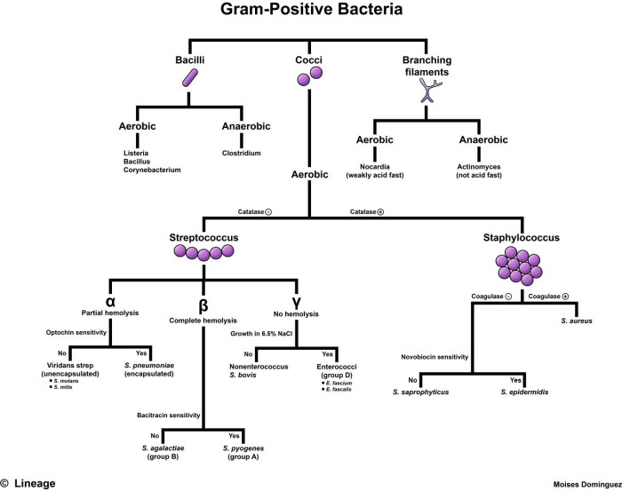 Serological analysis for bacterial identification typically involves using