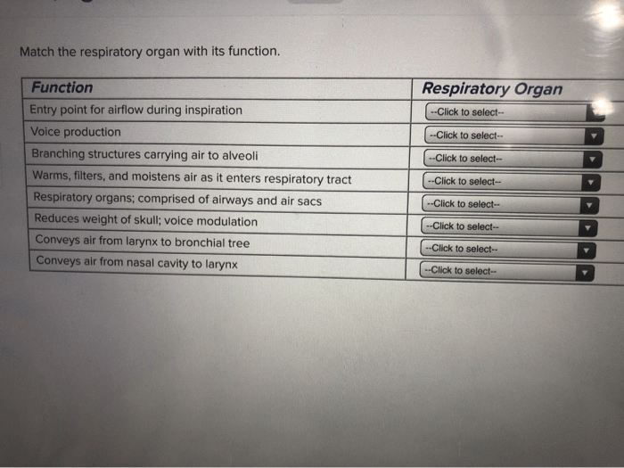 Match the respiratory organ with its function.